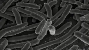 Ingrandimento al microscopio di batteri Escherichia coli