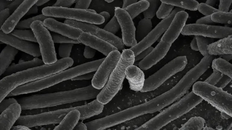Ingrandimento al microscopio di batteri Escherichia coli