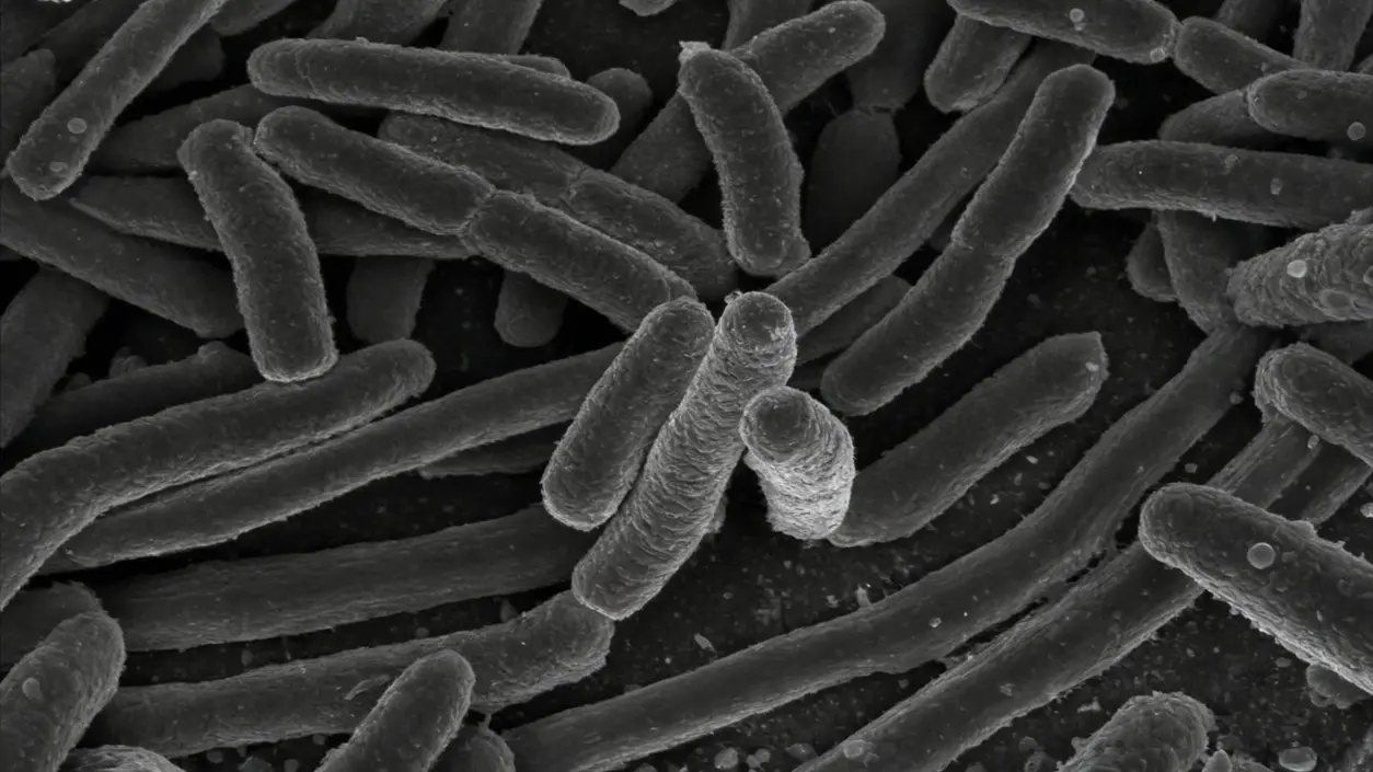 Ingrandimento al microscopio di batteri Escherichia coli