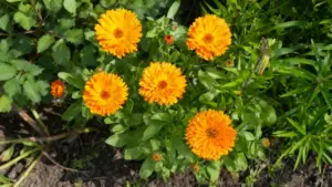 Fiori di calendula arancioni in un giardino, circondati da foglie verdi