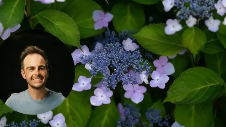 Ortensie con fiori viola e foglie verdi, con una persona in primo piano
