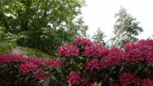 Cespugli di fiori rosa in un giardino con alberi sullo sfondo