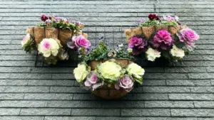 Vasi sospesi con cavoli ornamentali colorati su muro grigio