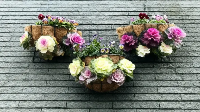 Vasi sospesi con cavoli ornamentali colorati su muro grigio