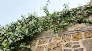 Pianta rampicante con fiori bianchi su muro in pietra