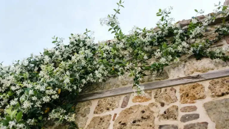 Pianta rampicante con fiori bianchi su muro in pietra