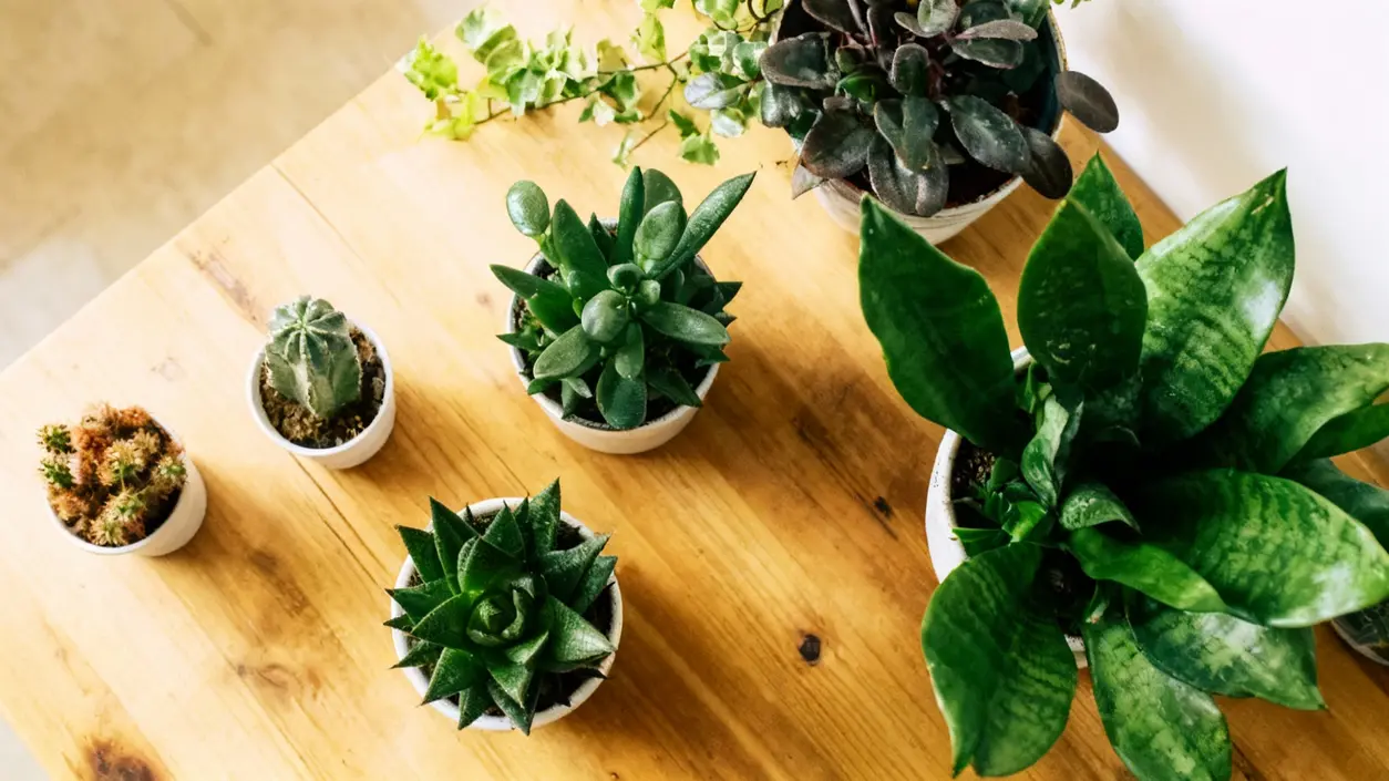 Varie piante grasse in piccoli vasi disposte su un tavolo in legno