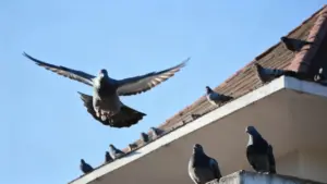 Piccioni posati e in volo su un balcone di un edificio con tetto spiovente