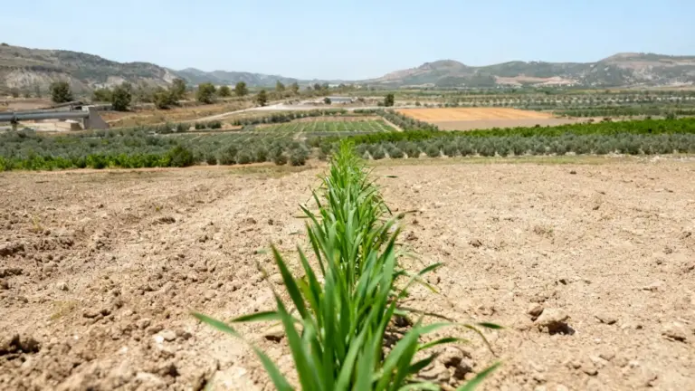 Giovane coltivazione in un campo agricolo con colline sullo sfondo