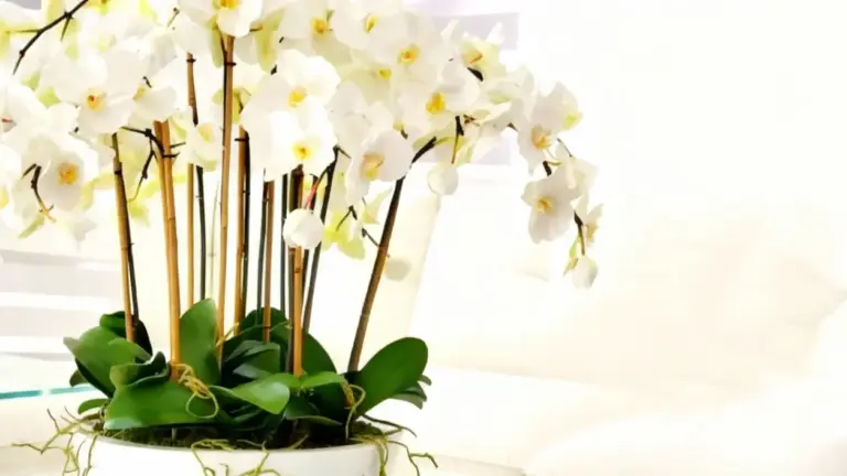 Orchidee bianche in fiore in un vaso decorativo all'interno di una casa