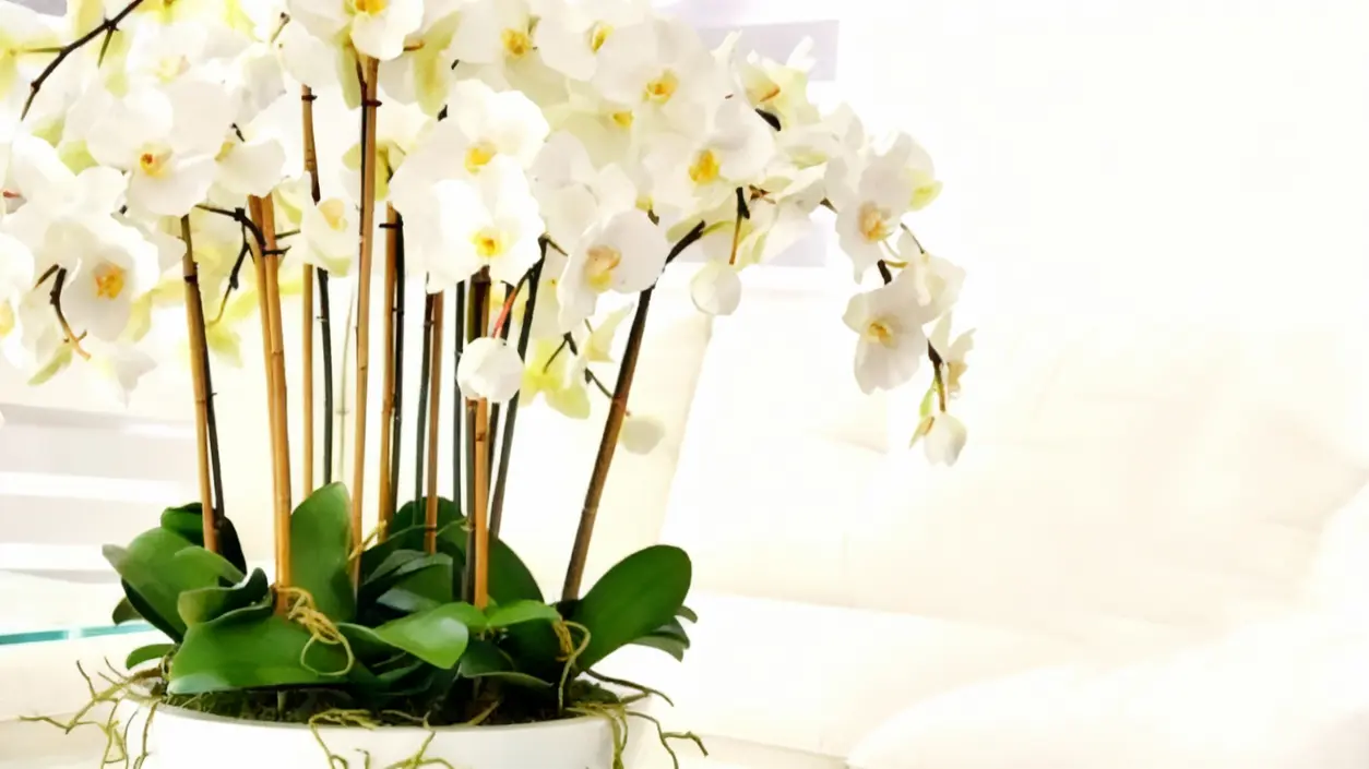 Orchidee bianche in fiore in un vaso decorativo all'interno di una casa
