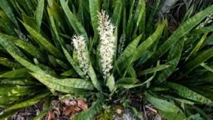 Pianta con foglie lanceolate verdi e fiori bianchi in un giardino