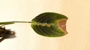 Foglia di pianta con punta marrone su superficie chiara