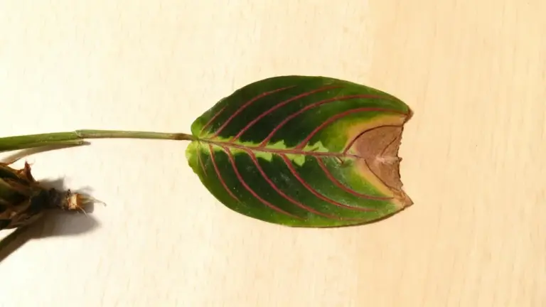 Foglia di pianta con punta marrone su superficie chiara