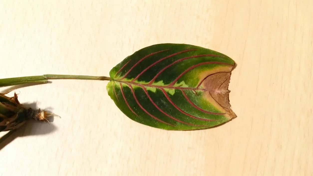 Foglia di pianta con punta marrone su superficie chiara